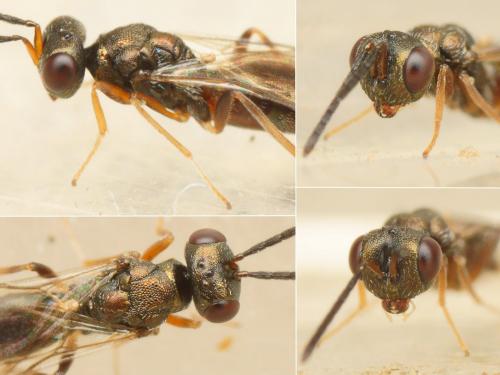 Réf. 194 164 : Trigonoderus sp.